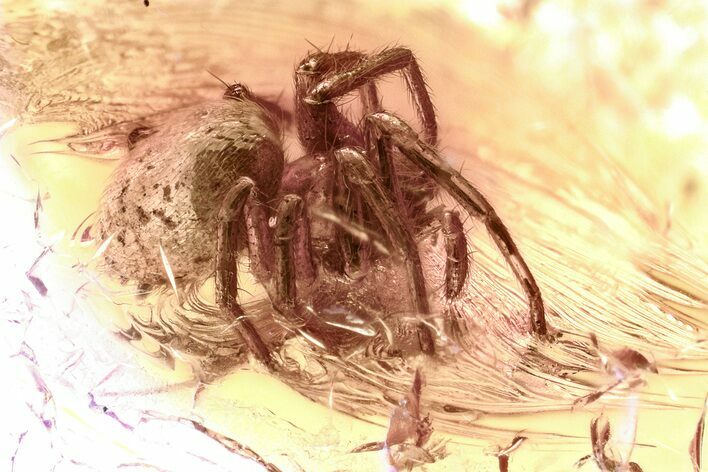 Detailed Fossil Spider (Araneae) In Baltic Amber #325436